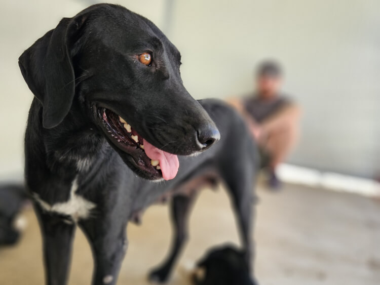 Sally labrador pointer