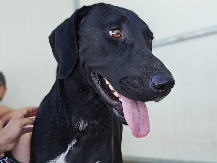 Sally labrador pointer