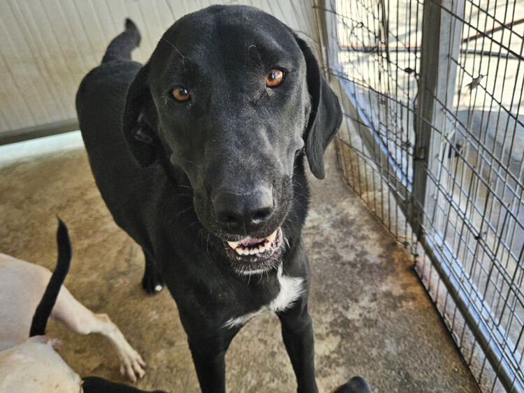 Sally labrador pointer