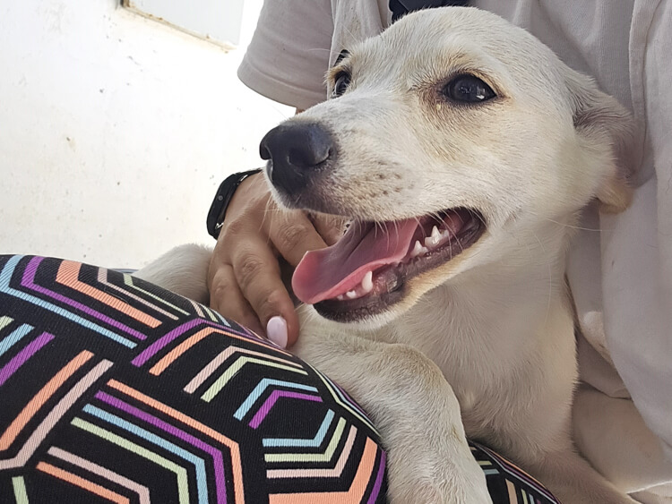 Snowhite labrador puppy