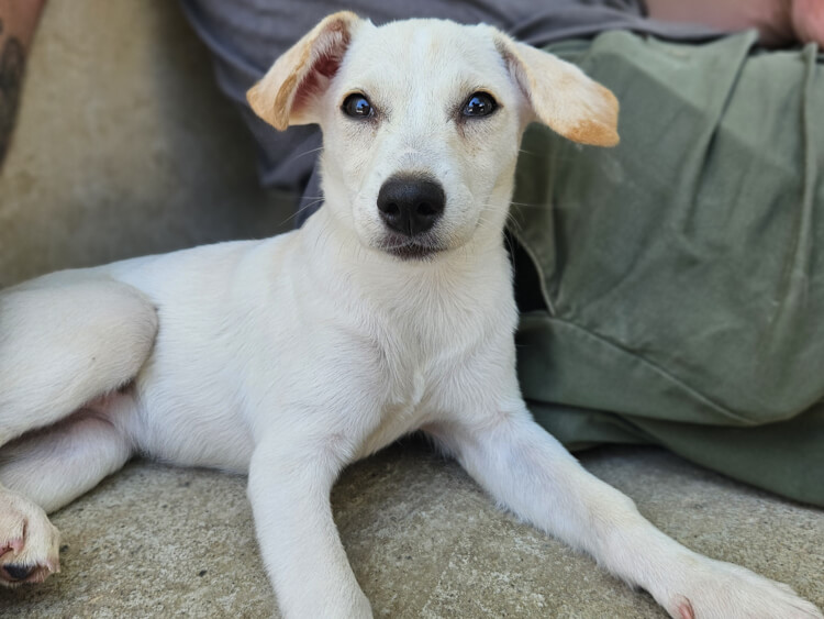 Snowhite labrador puppy