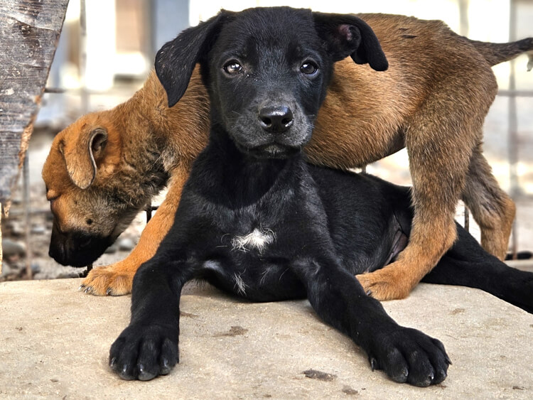 Archer puppy