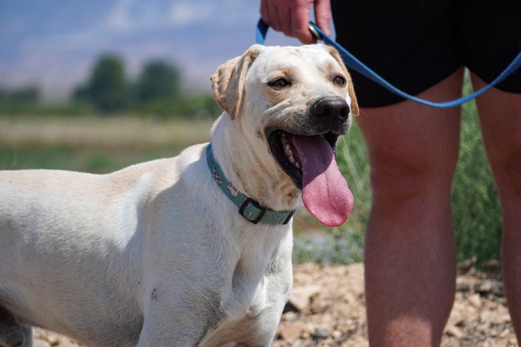 Chance labrador