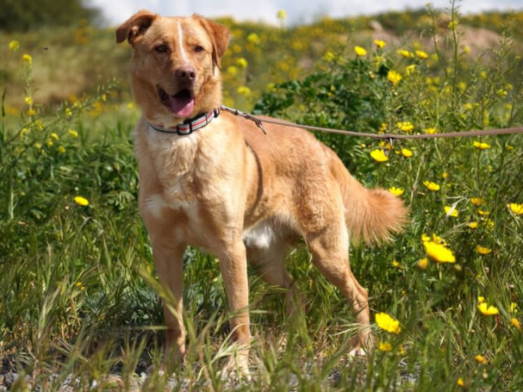 Hector labrador