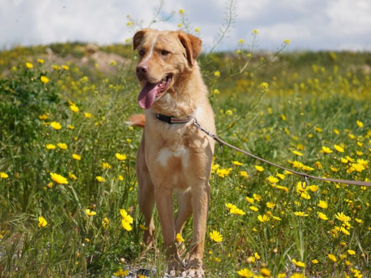 Hector labrador