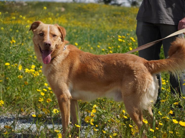 Hector labrador