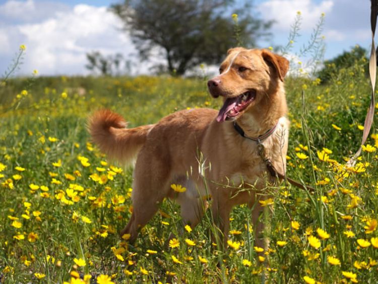 Hector labrador