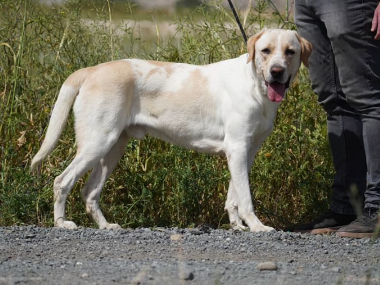 Storm labrador