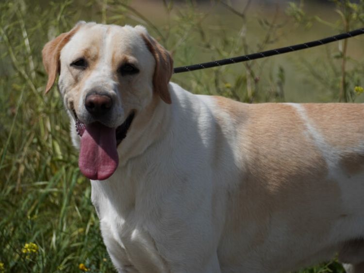 Storm labrador