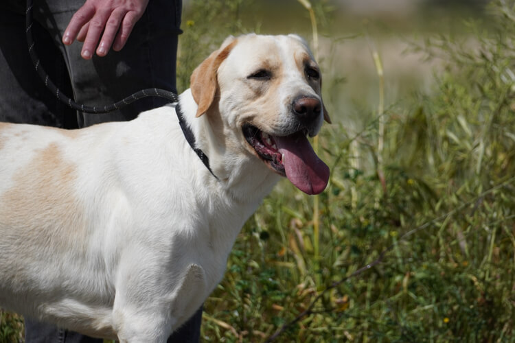 Storm labrador