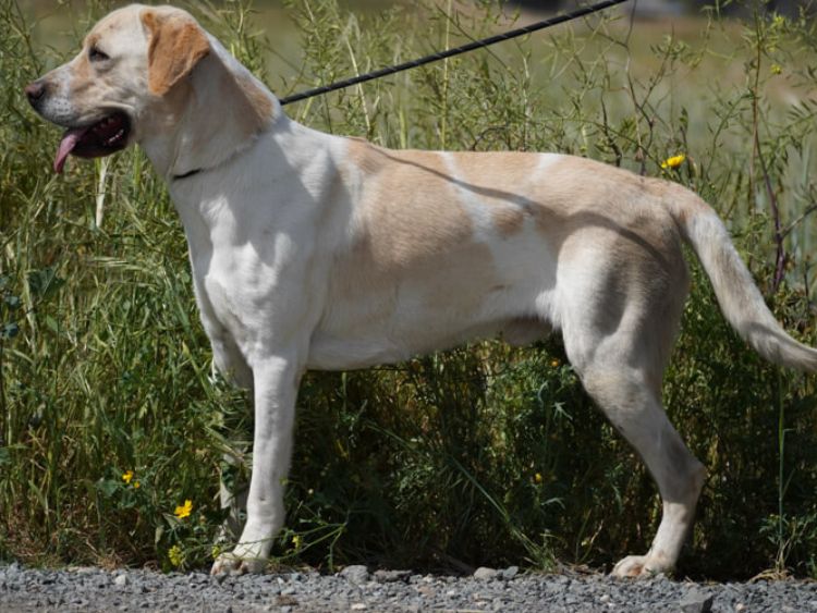 Storm labrador