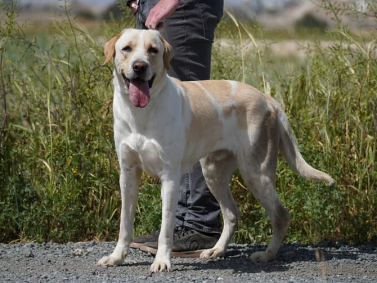 Storm labrador