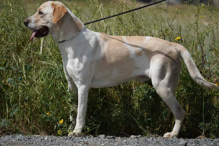 Storm labrador