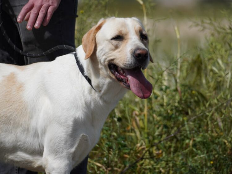 Storm labrador