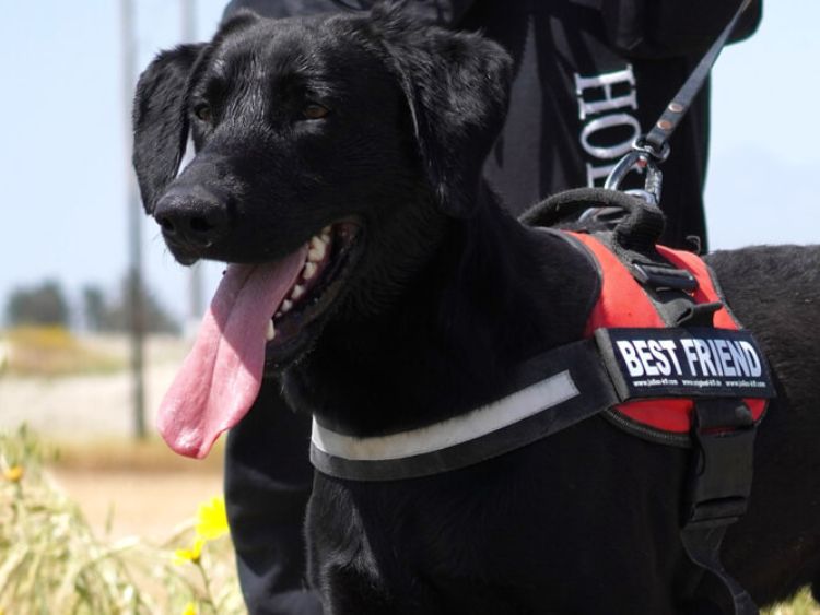 Onyx labrador