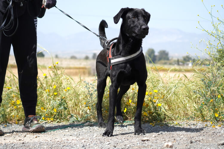 Onyx labrador