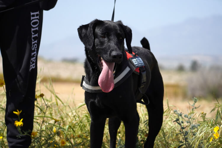 Onyx labrador