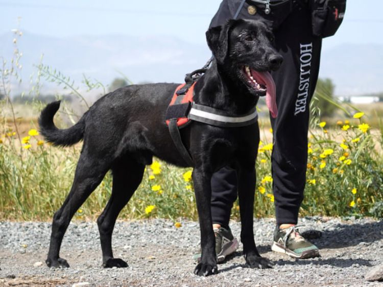 Onyx labrador