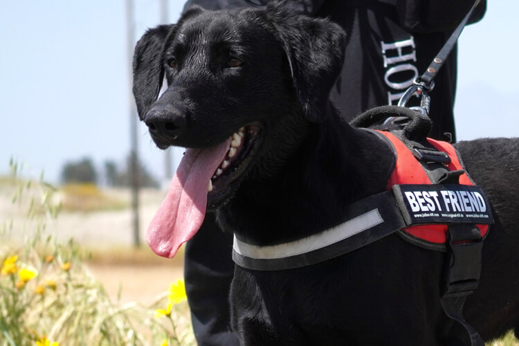 Onyx labrador