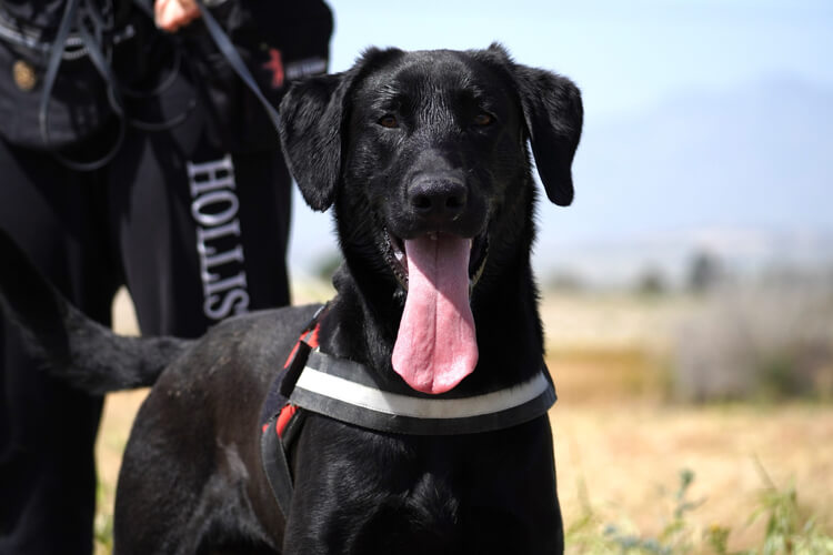 Onyx labrador