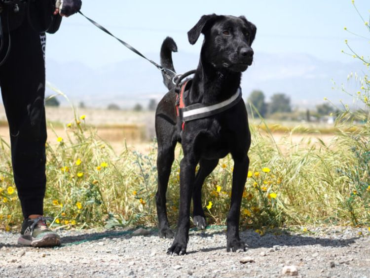 Onyx labrador