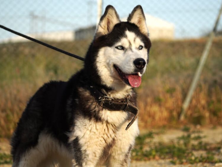 Ira husky