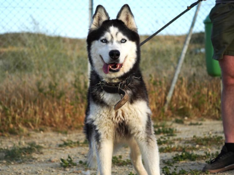 Ira husky