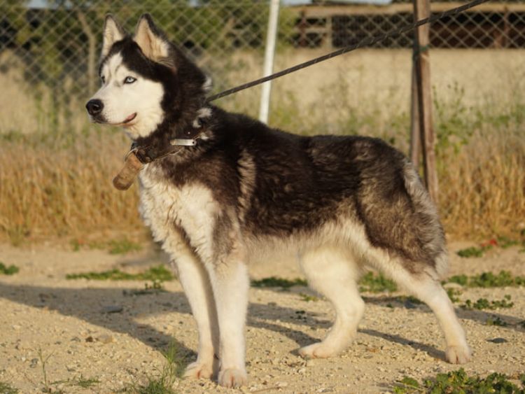 Ira husky