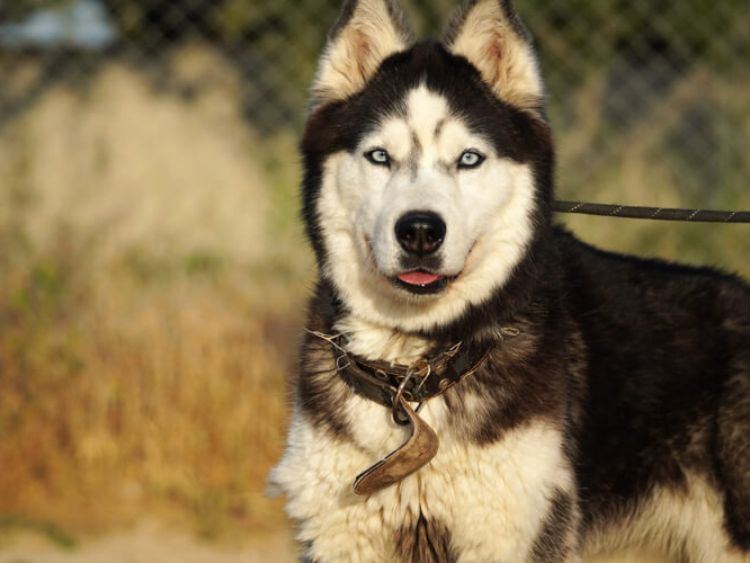 Ira husky