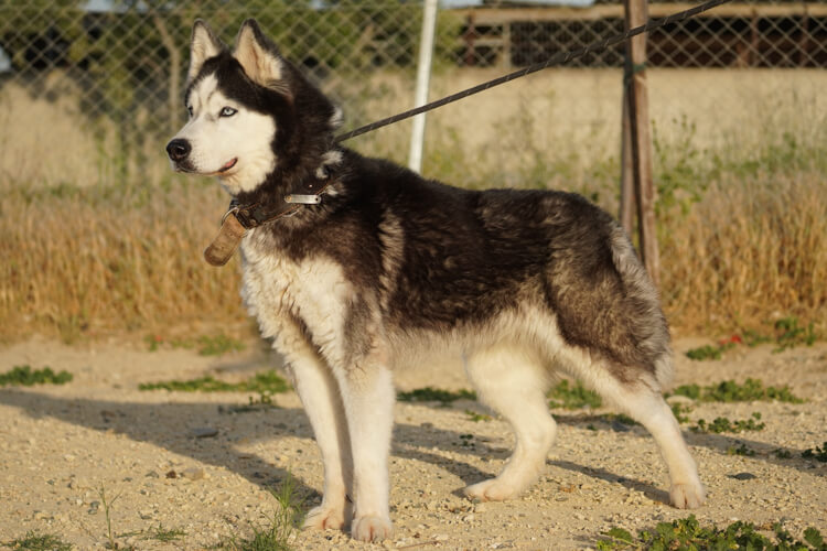 Ira husky