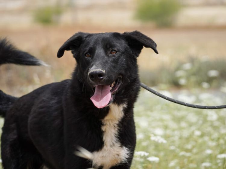 Apollo border collie cross