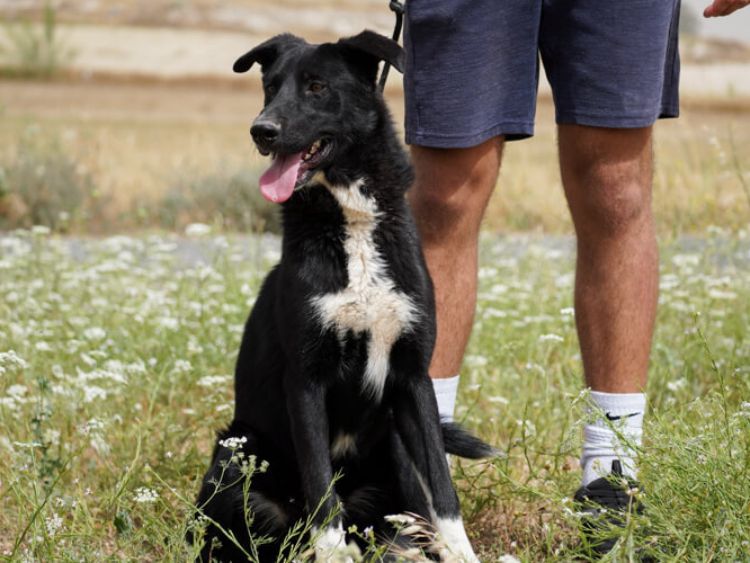 Apollo border collie cross