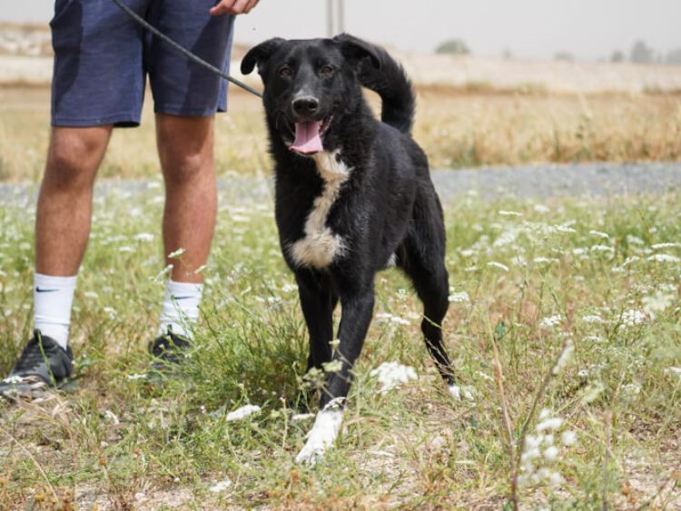 Apollo border collie cross