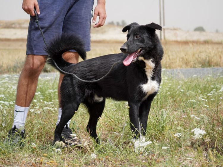 Apollo border collie cross