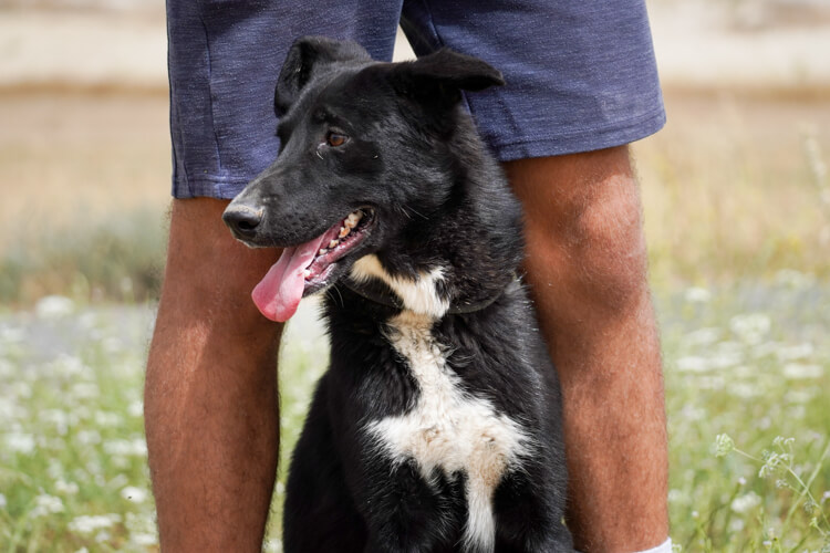 Apollo border collie cross