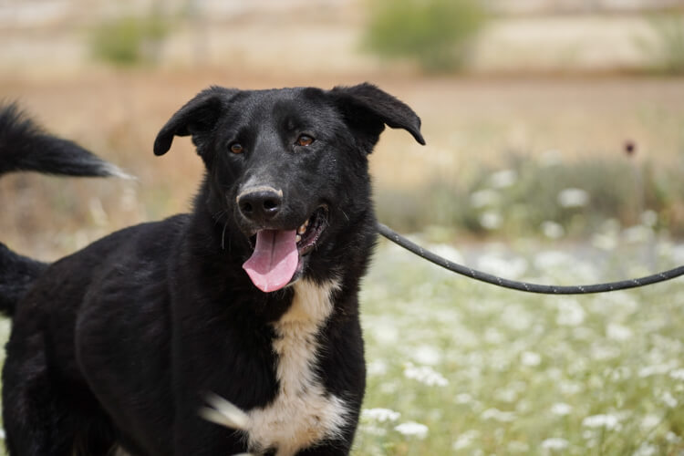 Apollo border collie cross