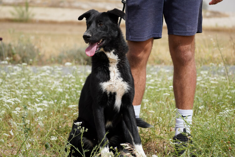 Apollo border collie cross