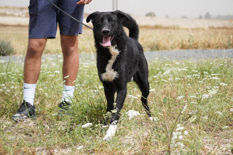 Apollo border collie cross