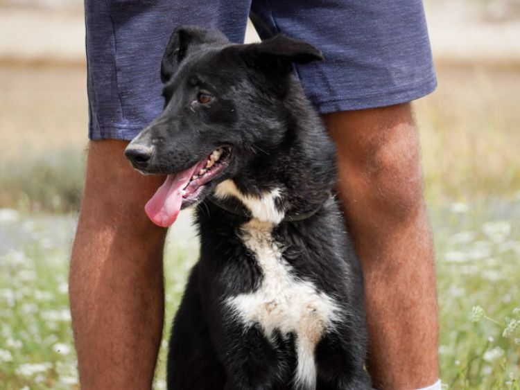 Apollo border collie cross