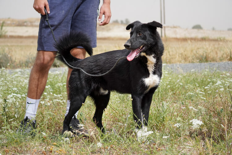 Apollo border collie cross