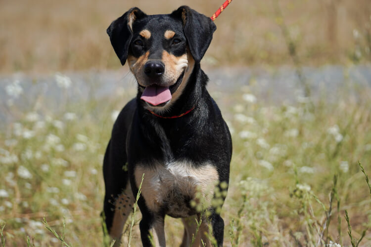 Dog Shelter in Nicosia | Simba Animal Aid Cyprus