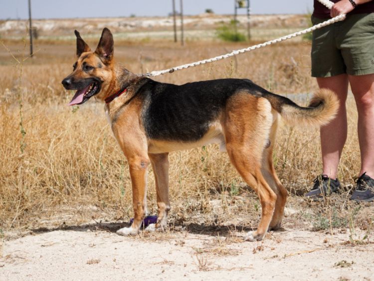 King german shepherd dog