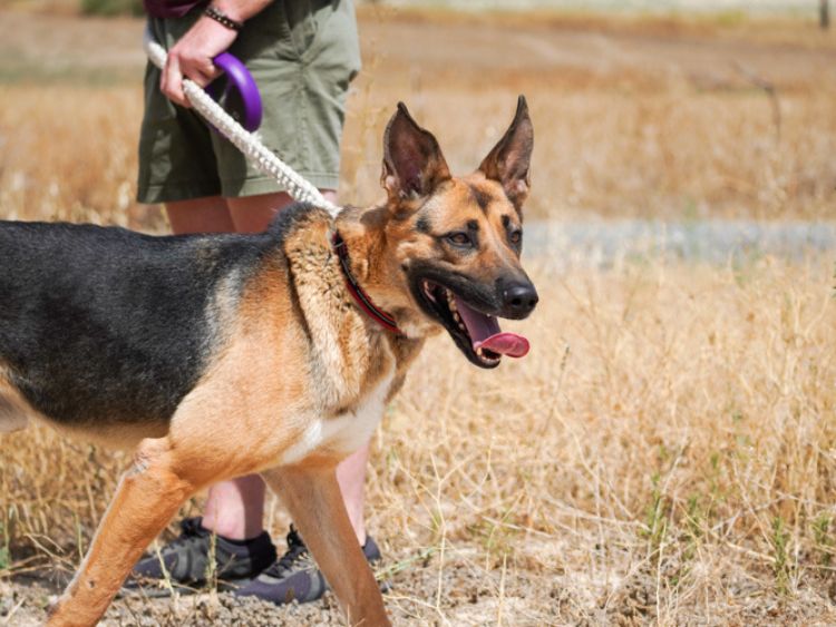 King german shepherd dog