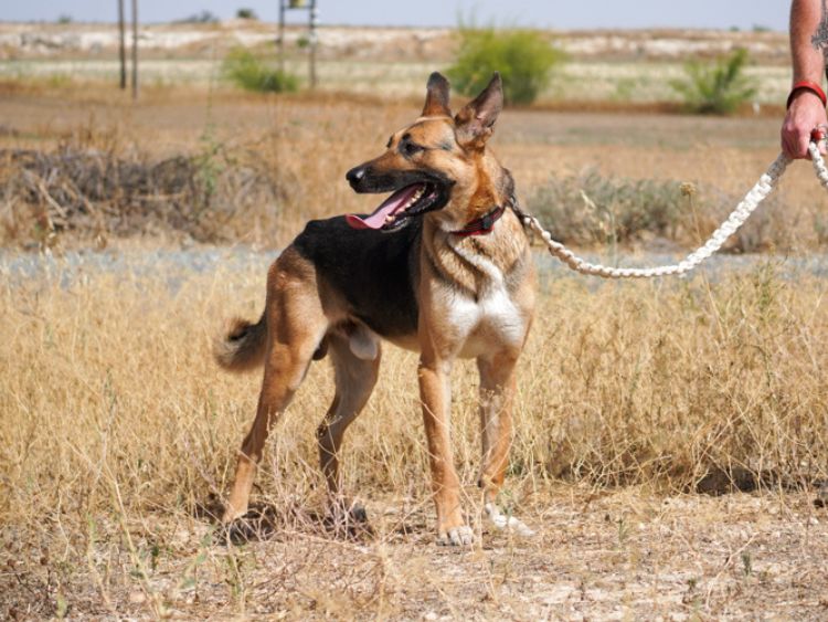 King german shepherd dog