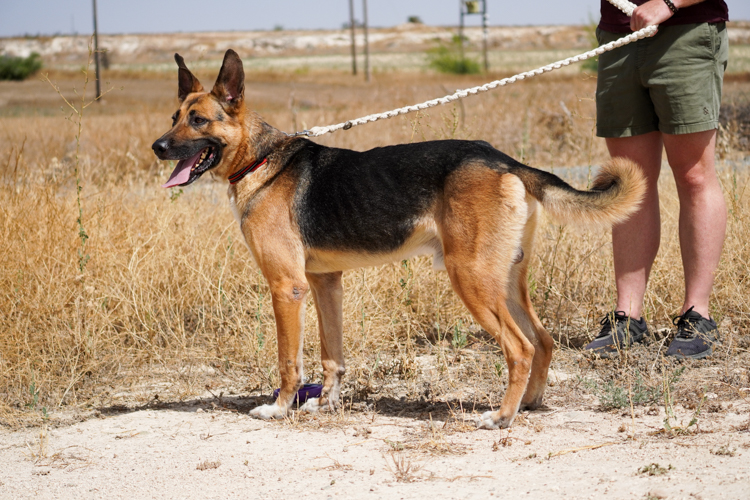 King german shepherd dog