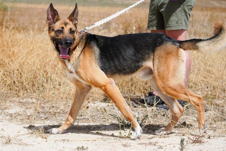 King german shepherd dog