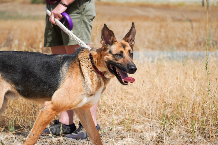 King german shepherd dog