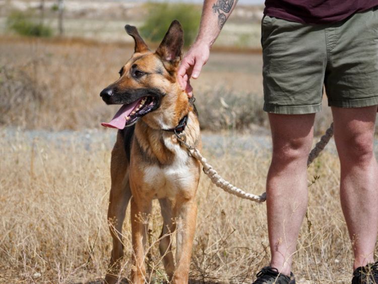 King german shepherd dog