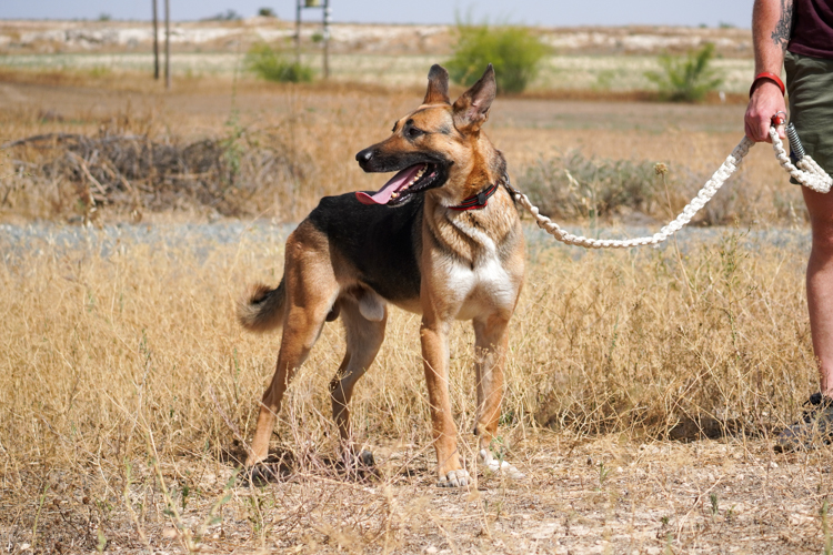 King german shepherd dog