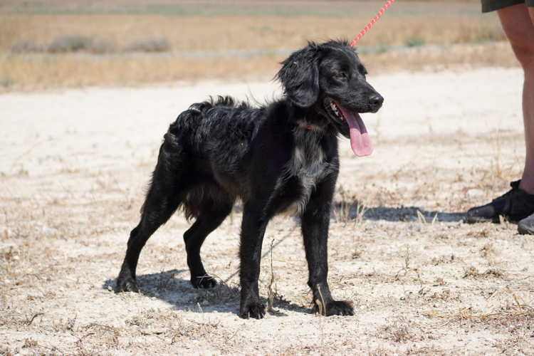 Tess flat coat retriever dog